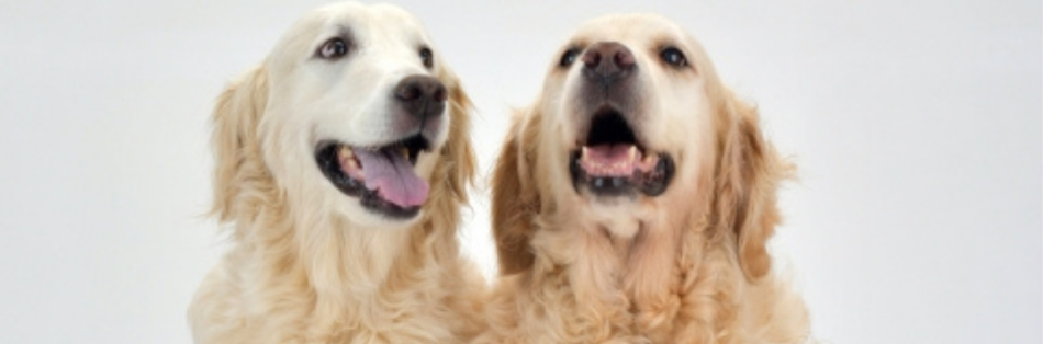 【2026年最新版】愛犬と一緒に楽しもう!サンディエゴの犬連れスポット特集🐶