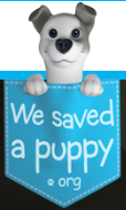 犬猫保護　メディカルサービス - We saved a puppy