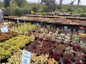 Terra Bella Nursery